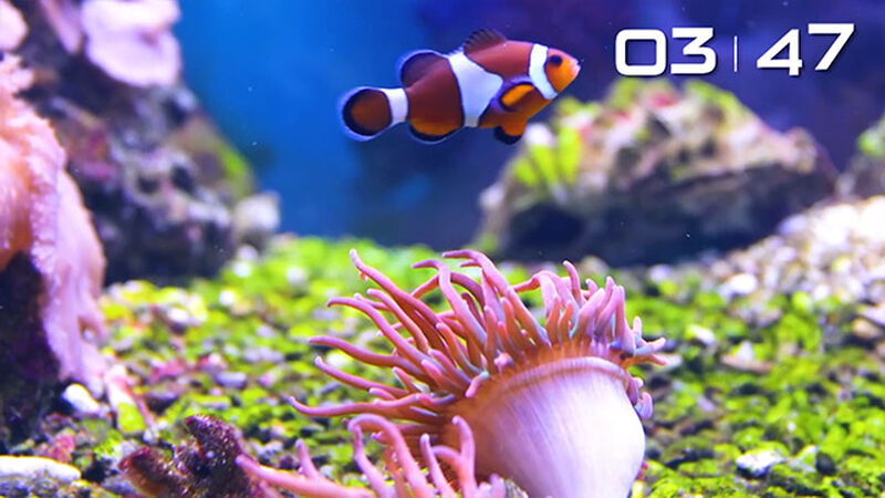 Under the Sea Countdown